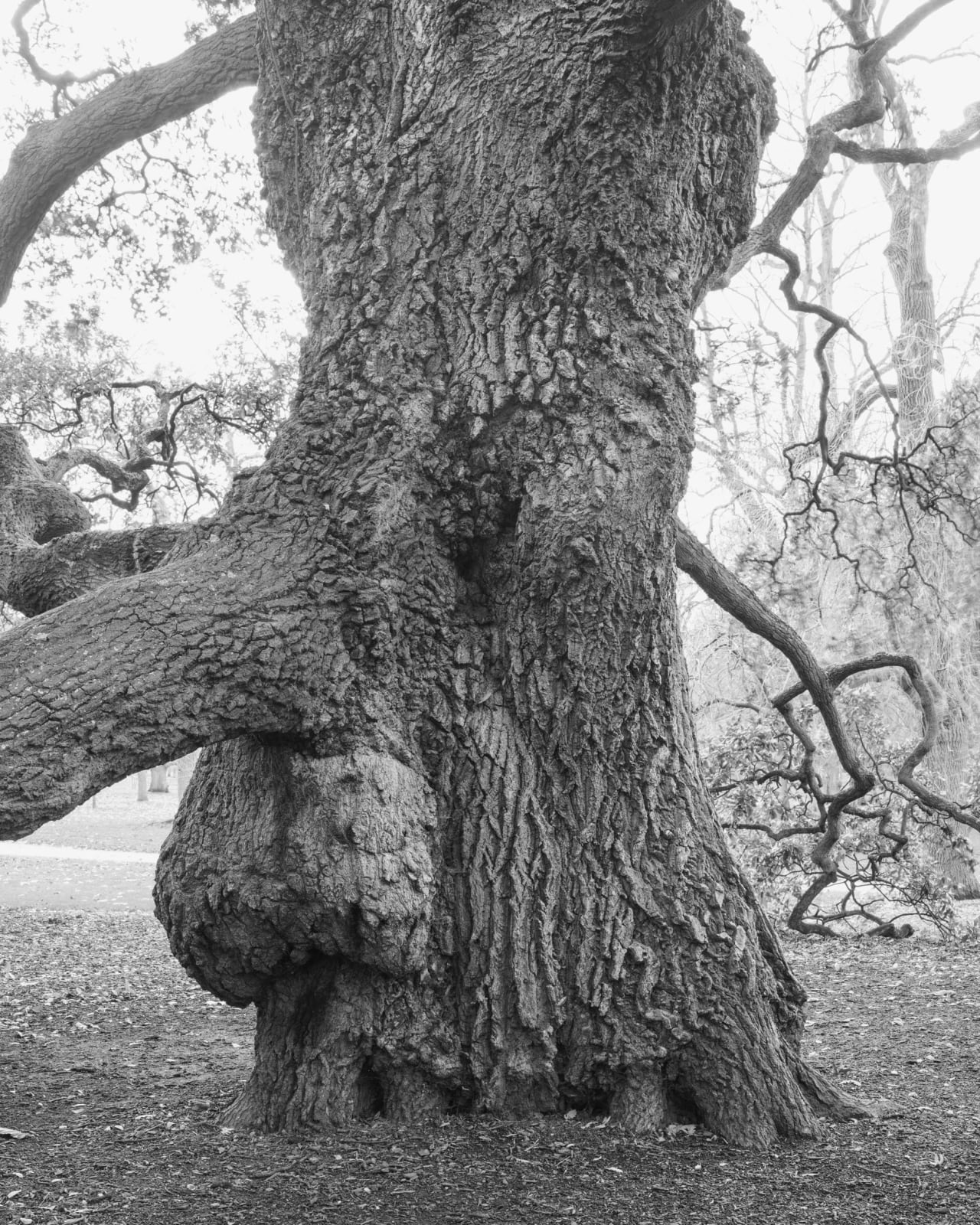 André Penteado, Quercus x hispanica, 2013/2015