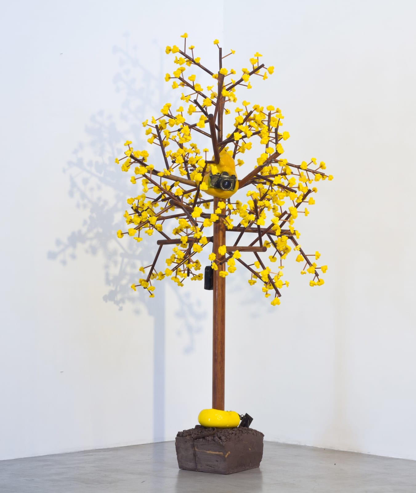 Jardineiro André Feliciano, Ipê amarelo fotográfico com câmeras, 2013