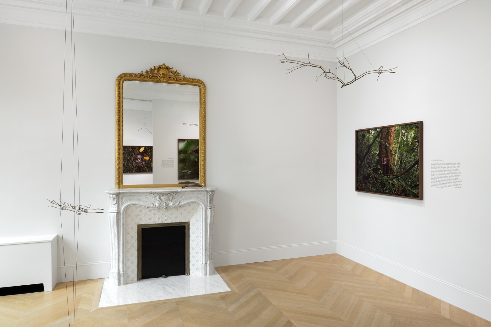 La Pensée Férale Daniel Steegmann Mangrané