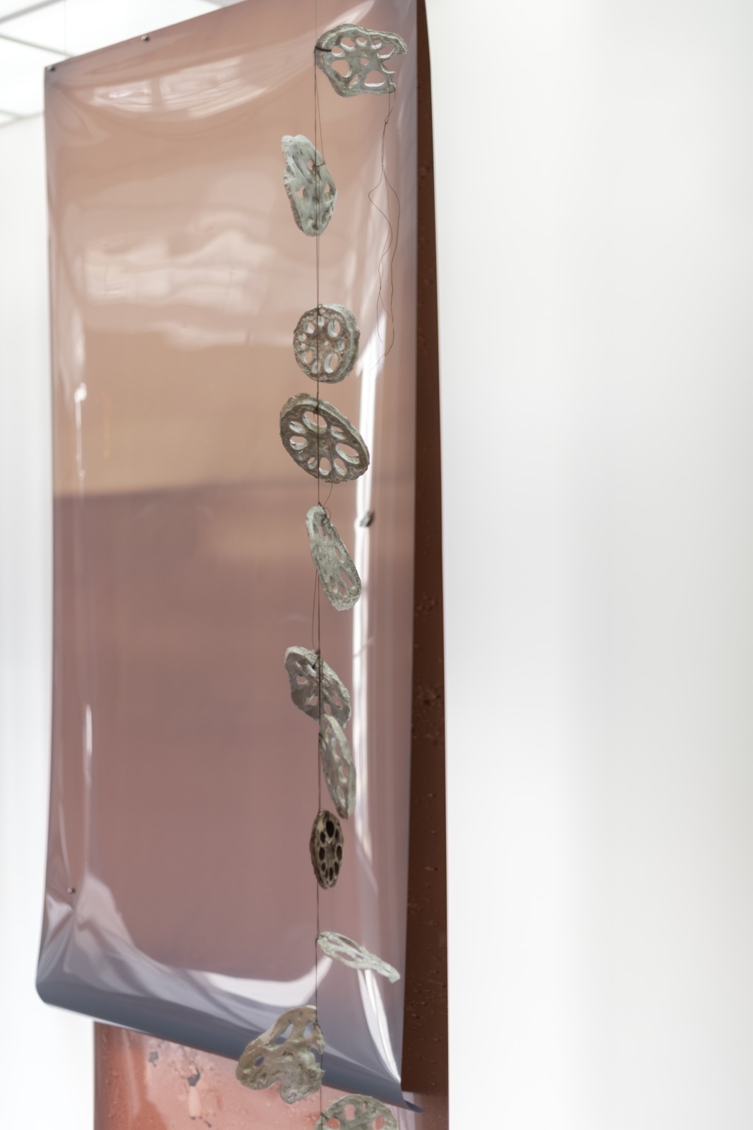 Atrium Project: Molt Lotus L. Kang