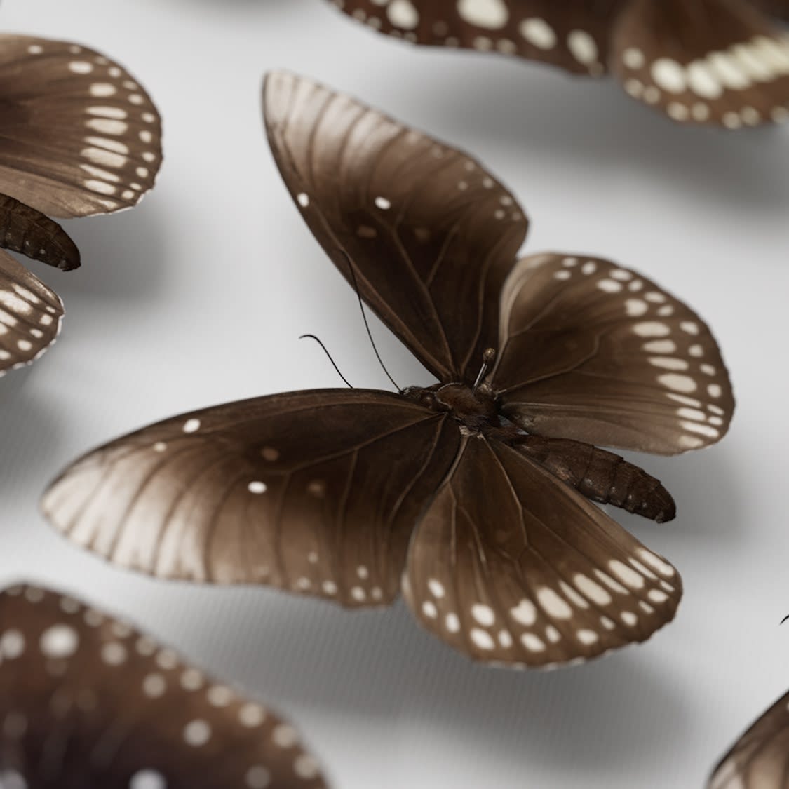 Jeffrey Stuker, Next Year in Monte Carlo