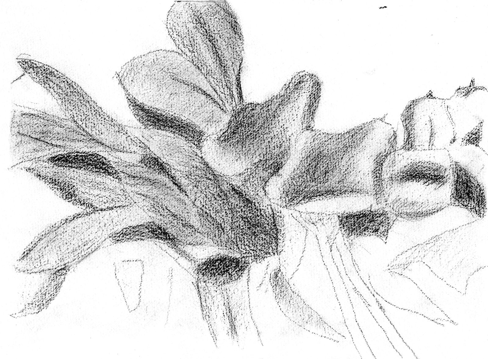 Alex Katz Flower Journals