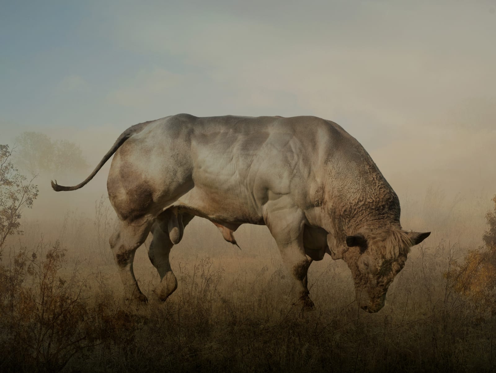 Rory Carnegie, Belgian Blue, Storakaig, Islay , 2018