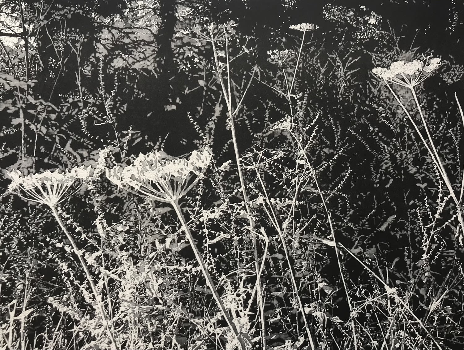 Trevor Price, Undergrowth, 2023