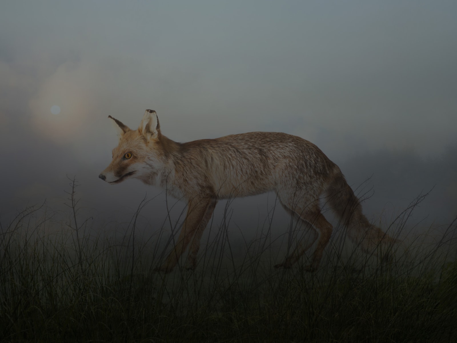 Rory Carnegie, Mr Tod, Fox, 2018
