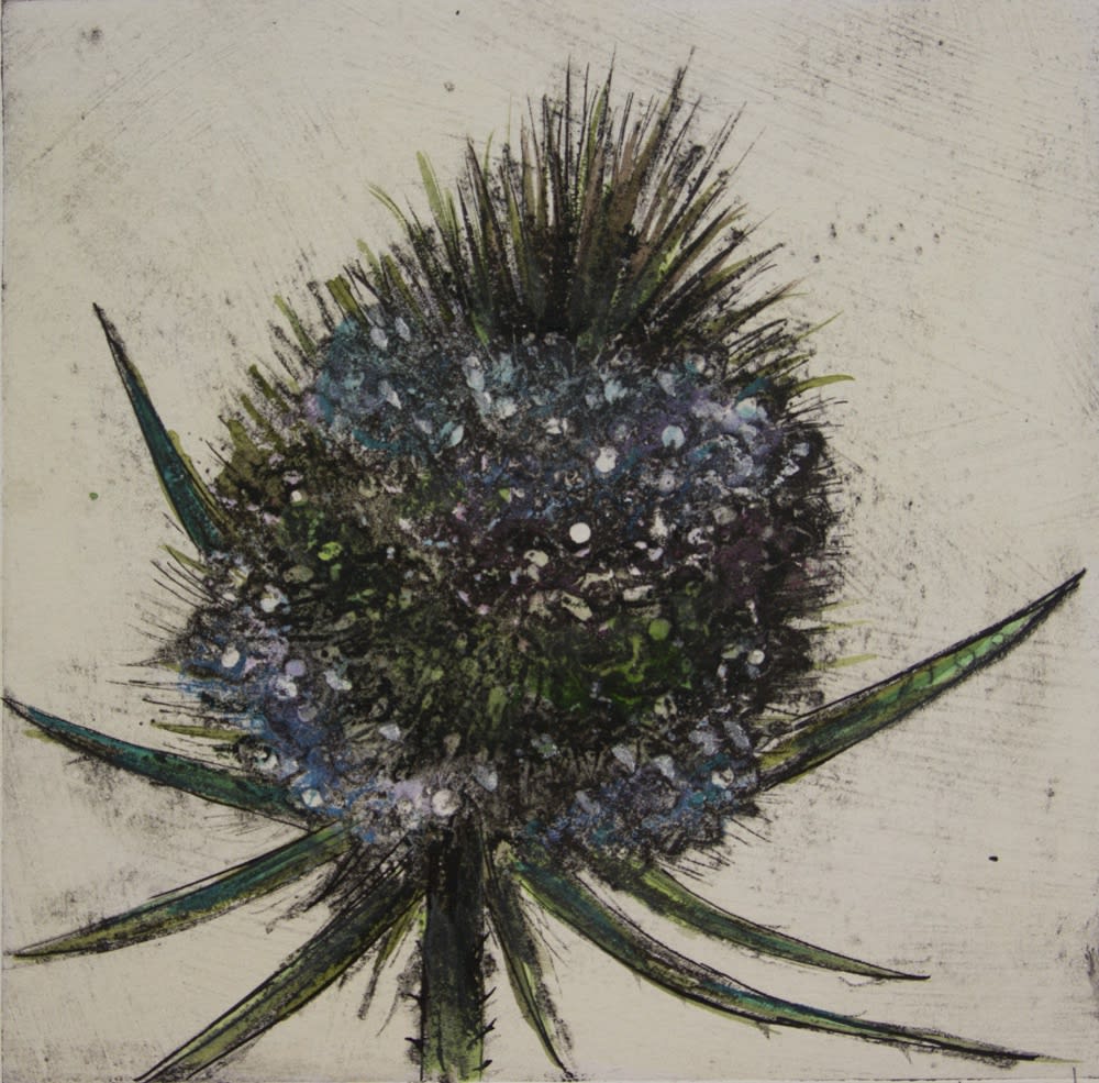 Vicky Oldfield, Teasel Bloom 2
