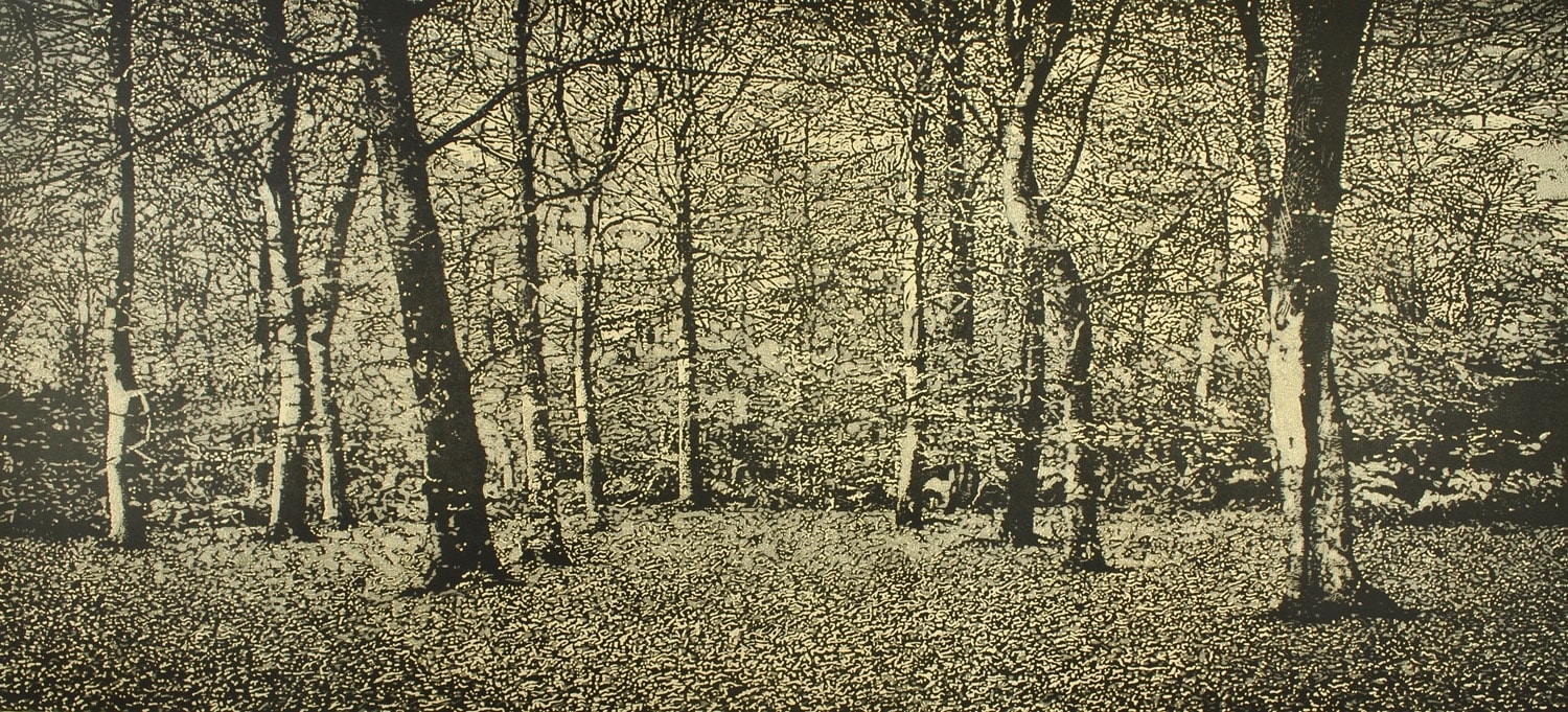 Trevor Price highly detailed black and white drypoint of trees in a woodland clearing