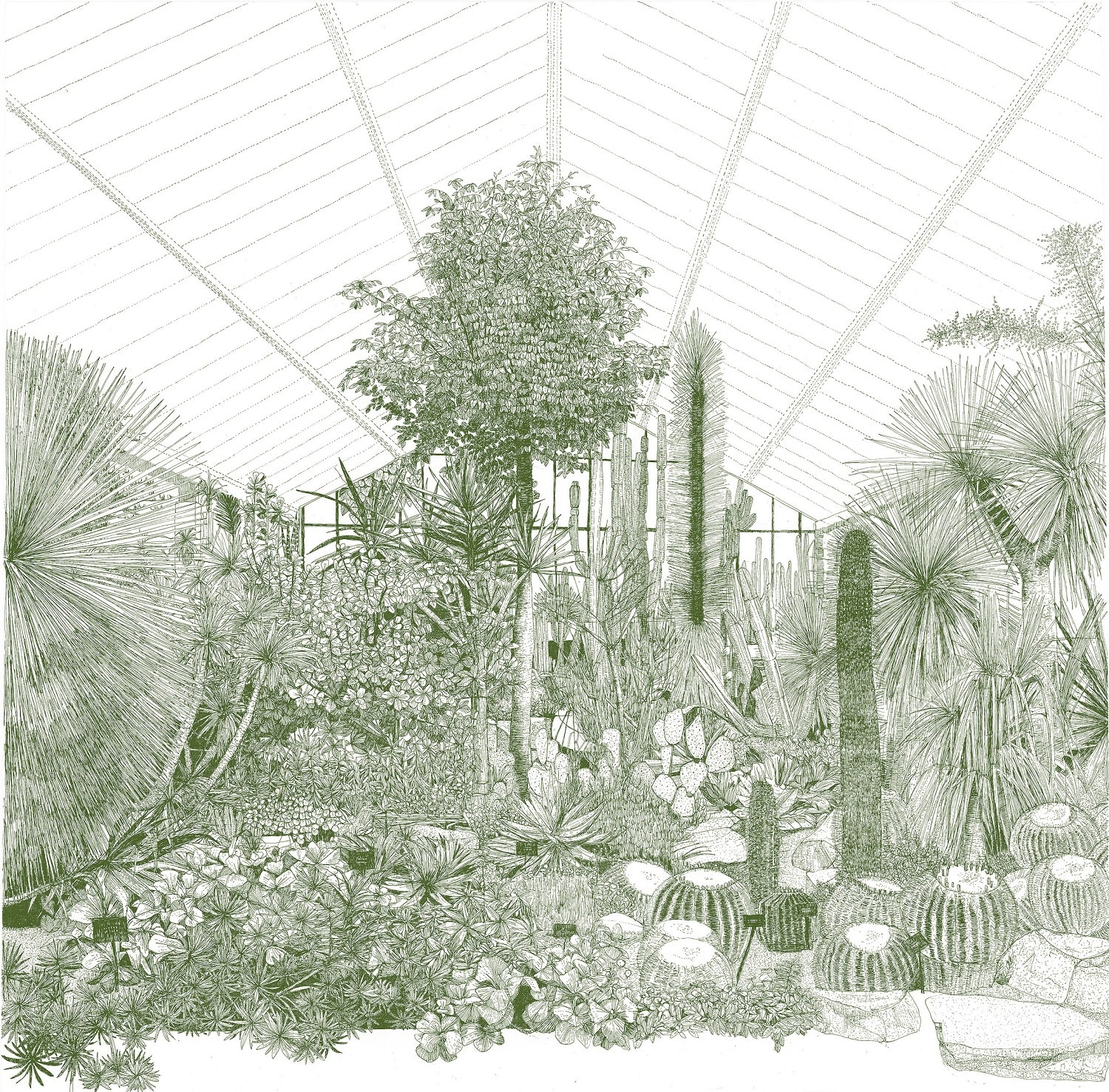 Clare Halifax, Greenhouse Cacti, 2023
