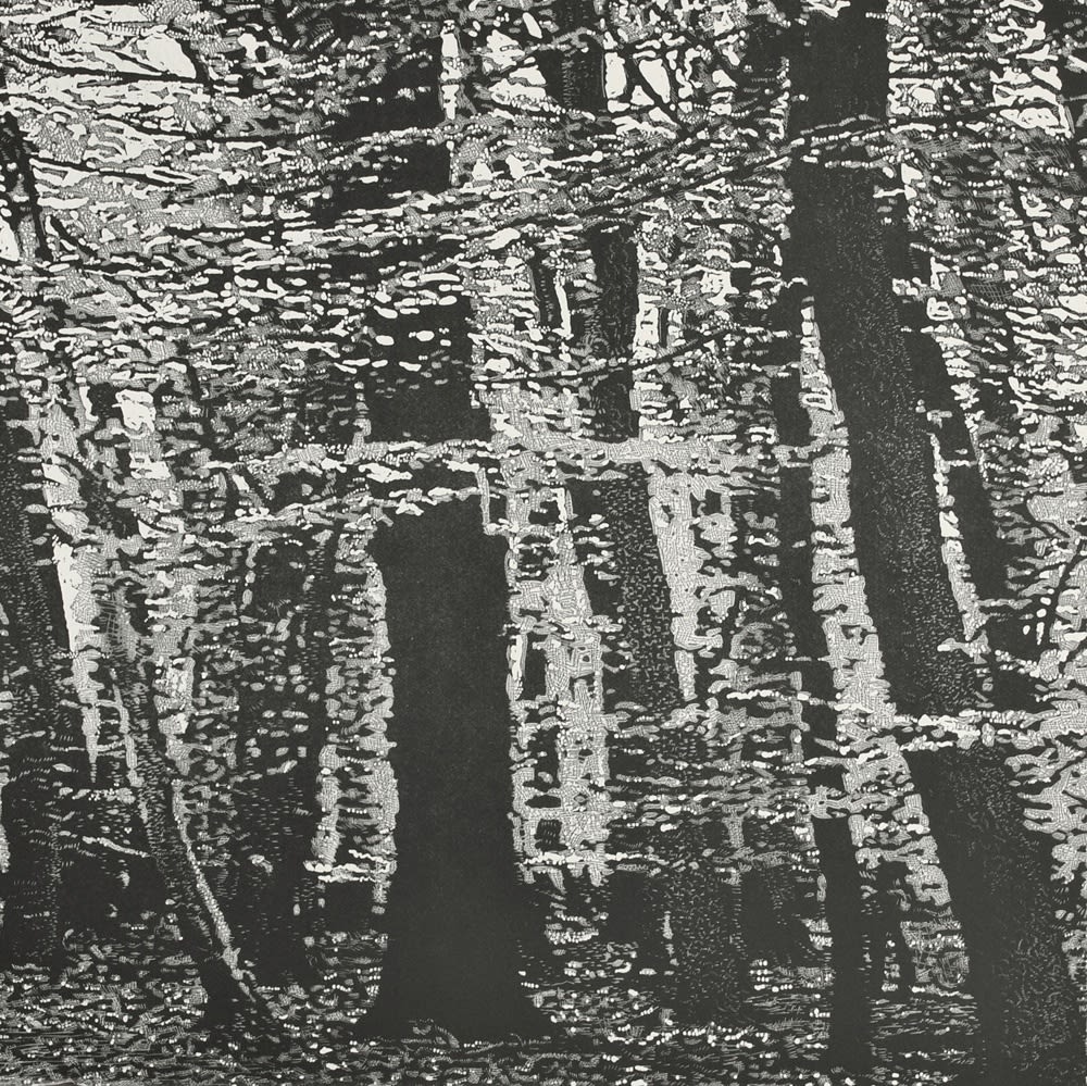 Trevor Price detailed black and white drypoint of woodland beech trees leaves catching the light