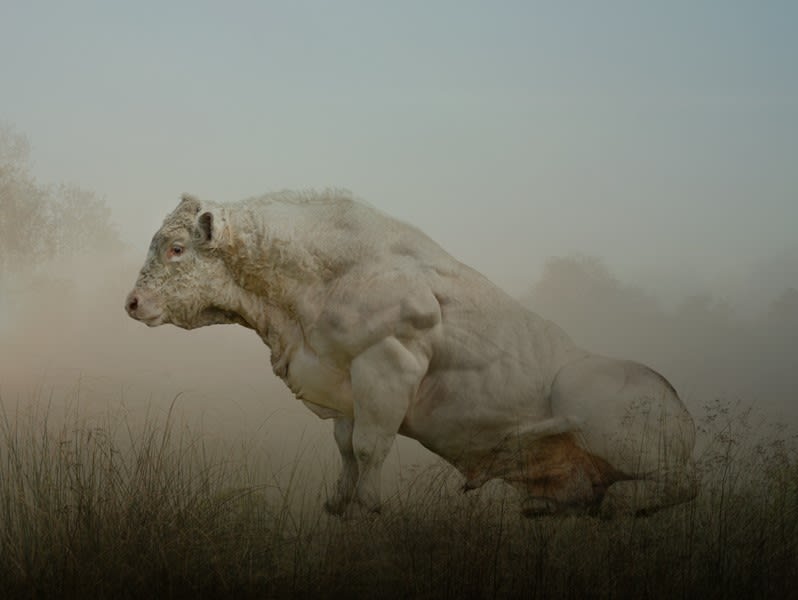 Rory Carnegie, Bull Rising, Charolais Killinallan, Loch Gruinart, Islay, 2018