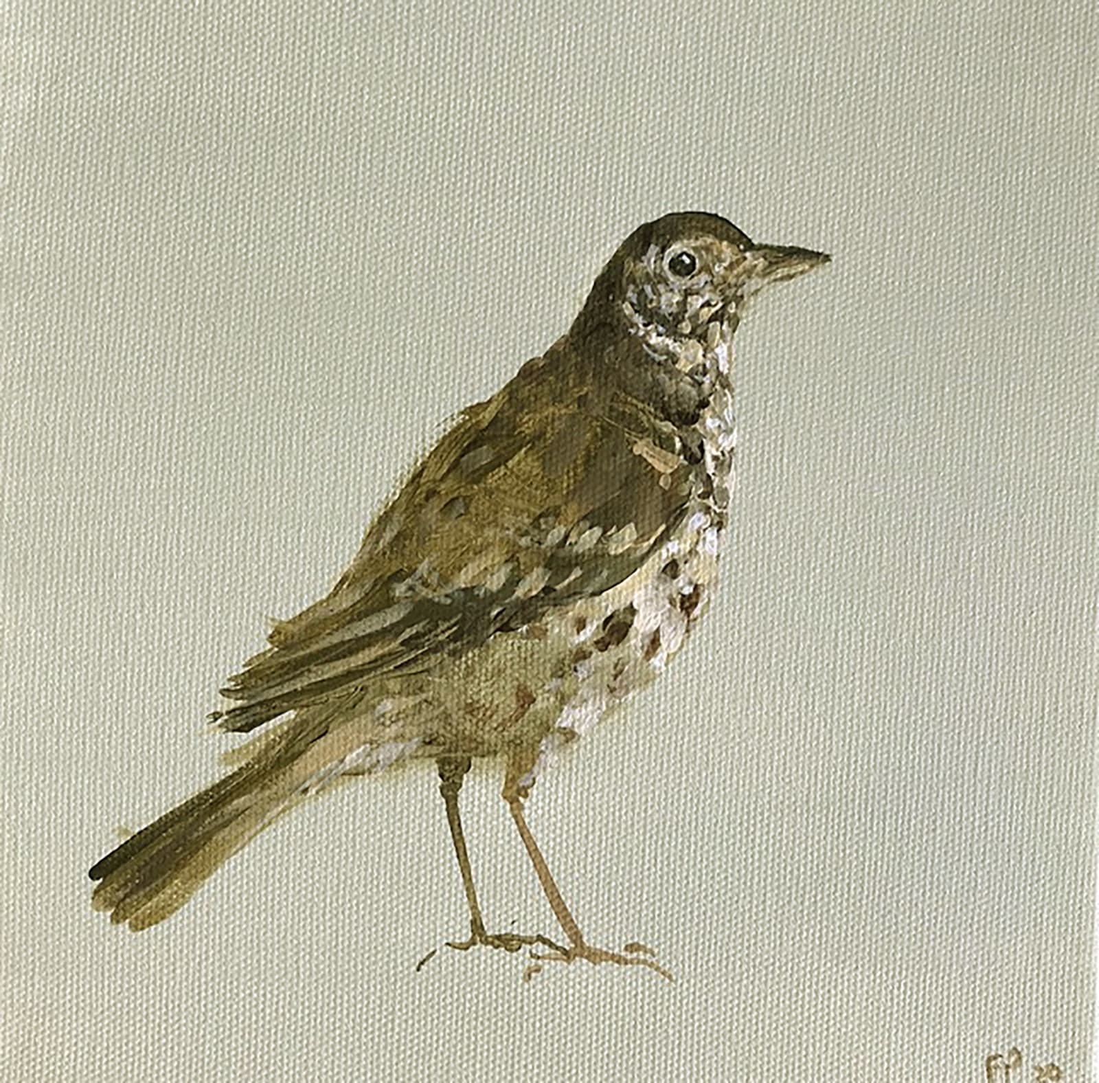 Fletcher Prentice, Song Thrush, 2022