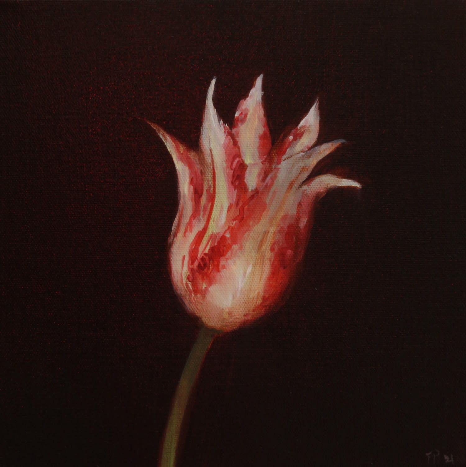Fletcher Prentice, Tulip Study, 2021