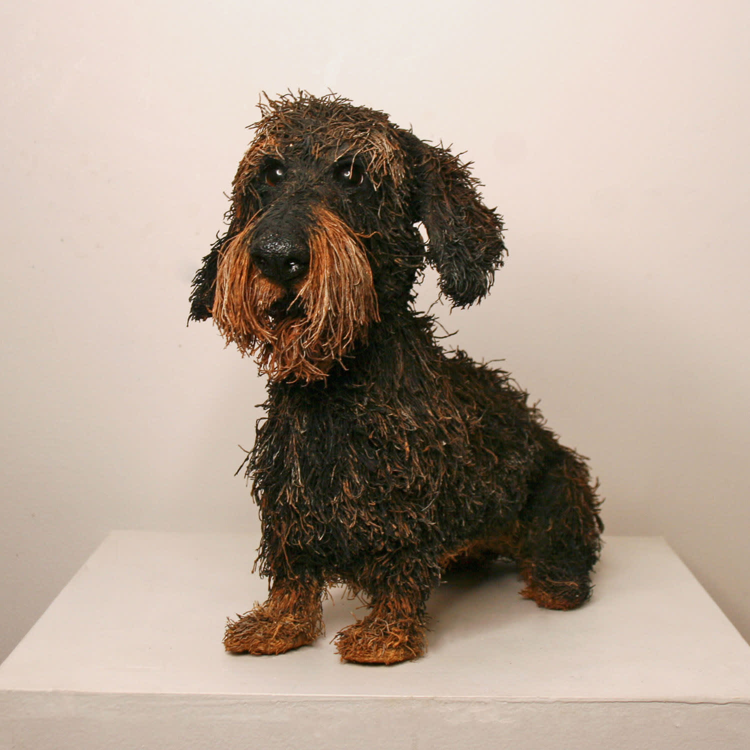 Gemma Rees, Django (Wire-Haired Dachshund)