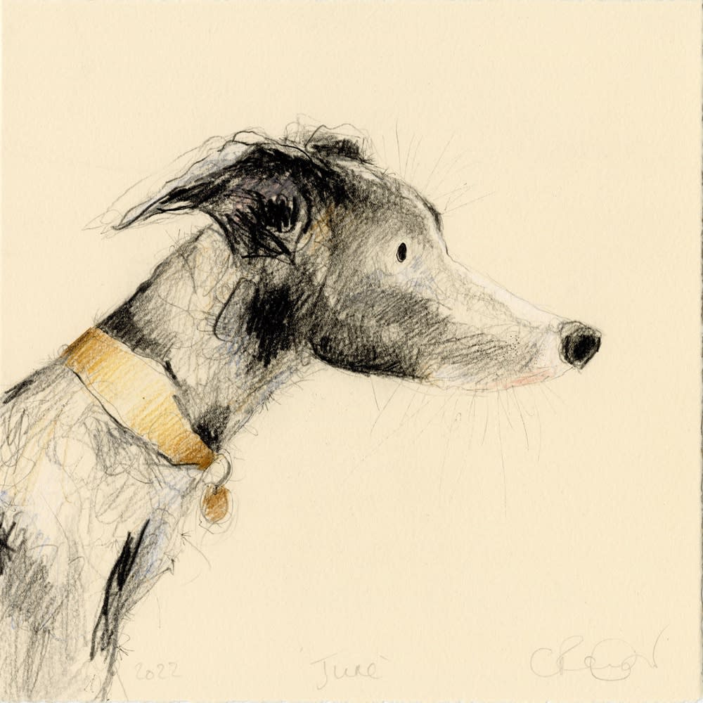 Catherine Rayner, June (Whippet), 2022