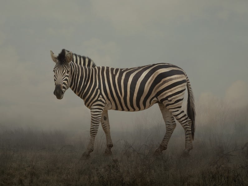 Rory Carnegie, Stella, Chapman's Zebra