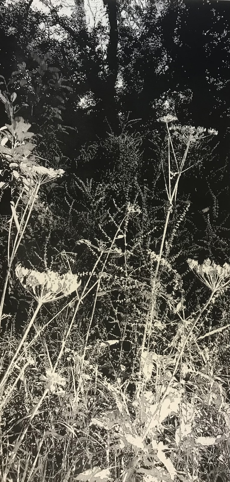 Trevor Price, Wild Chervil, 2023