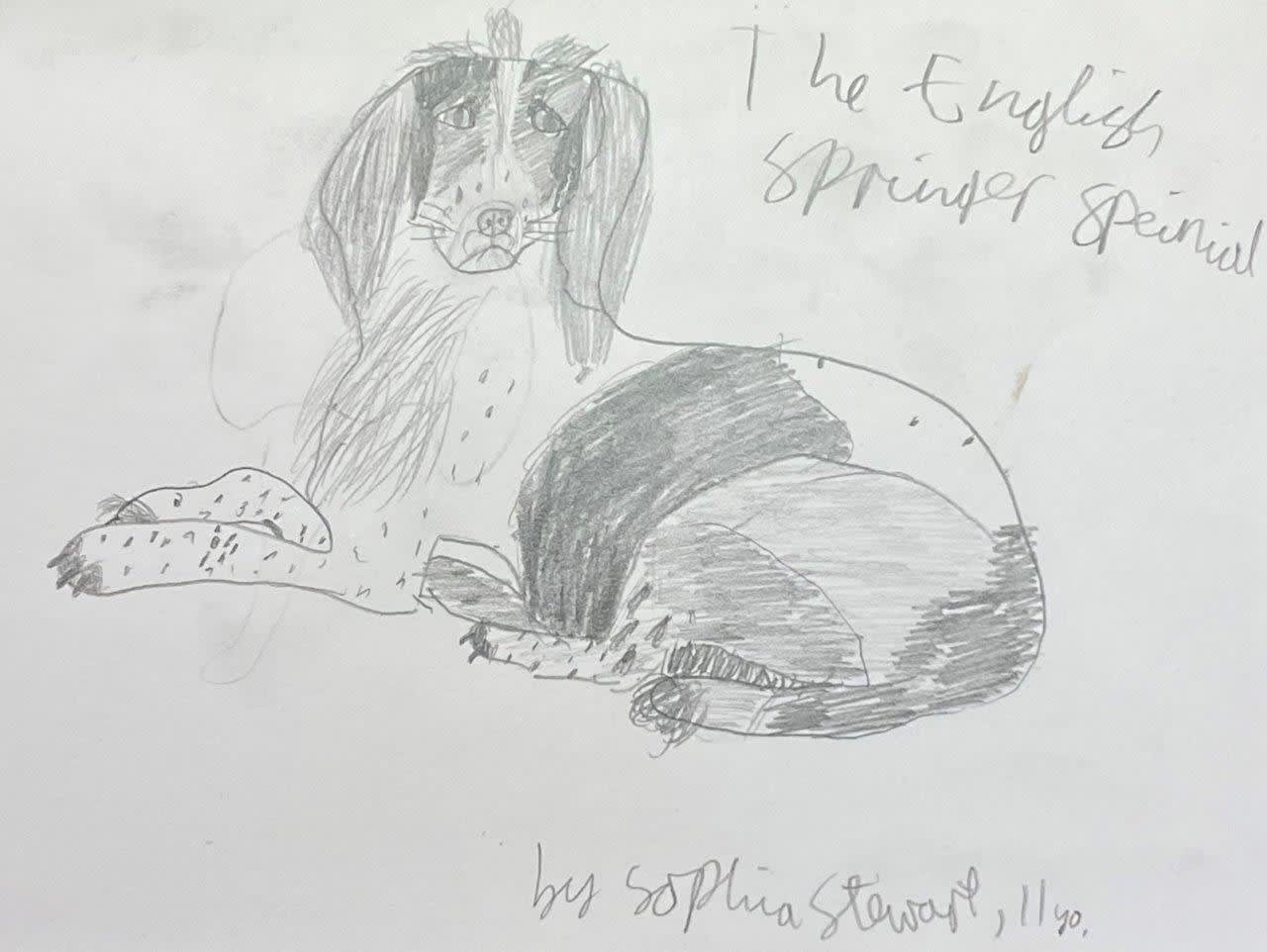 A child's pencil drawing of a handsome spaniel lying down with its head listening and alert