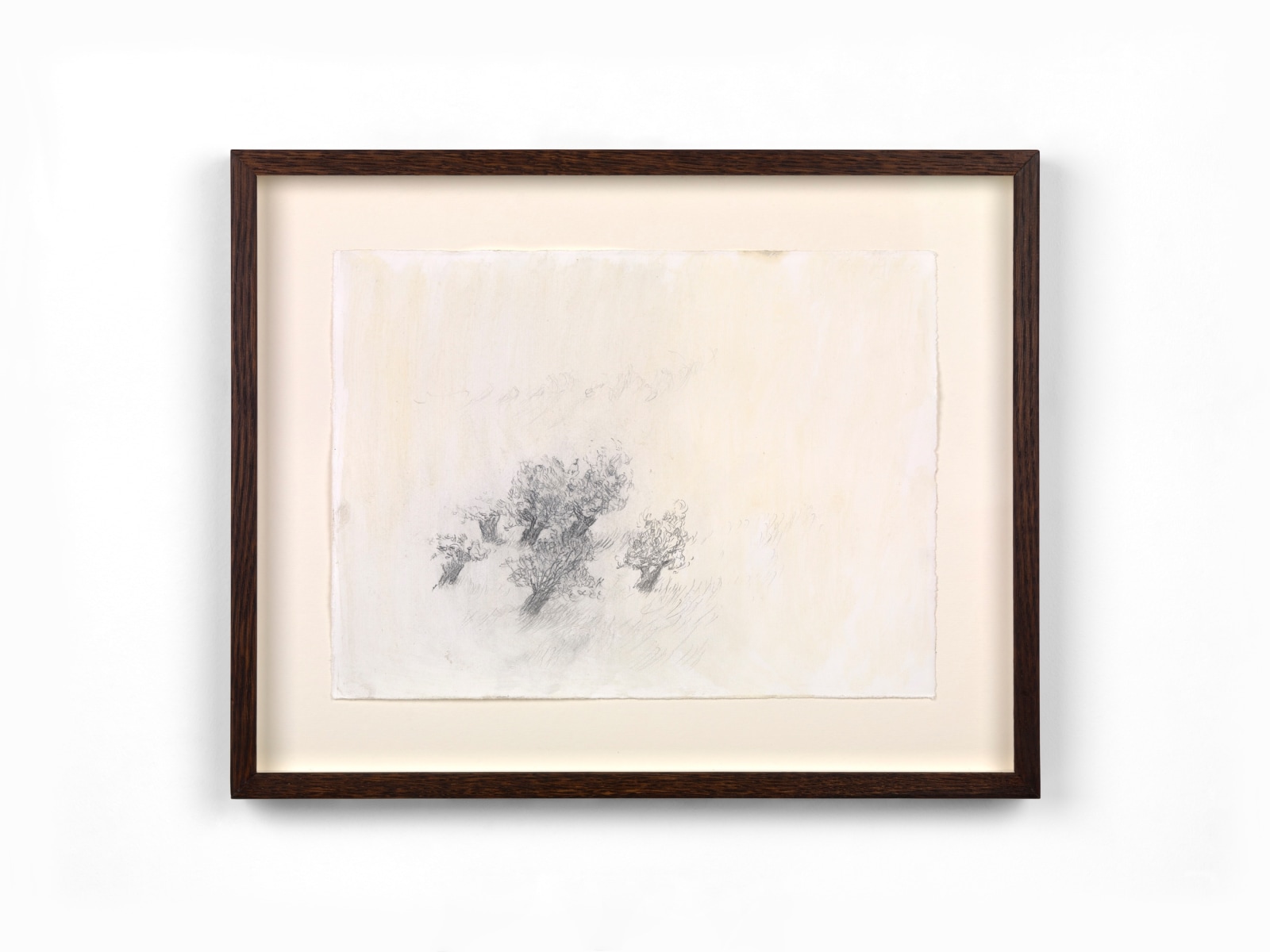 Nuria Maria, Willows in Wittem II, 2025