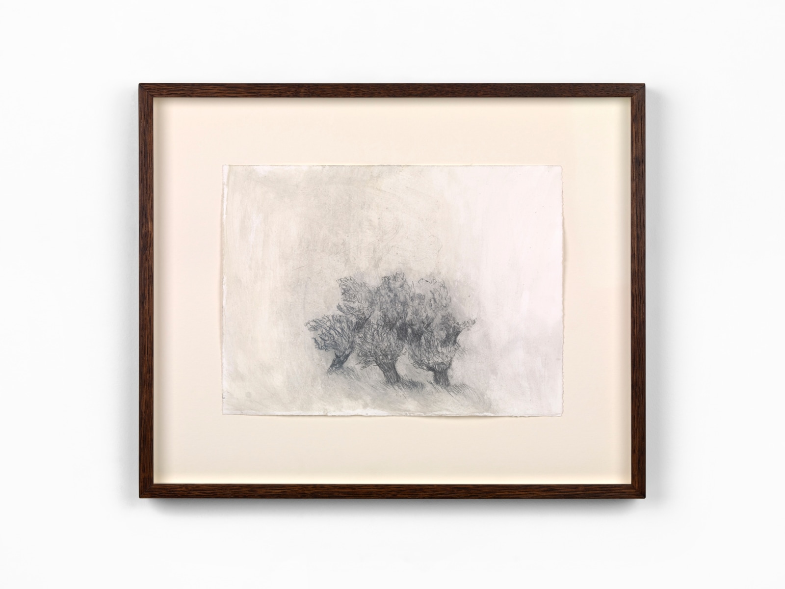 Nuria Maria, Willows in Wittem I, 2025