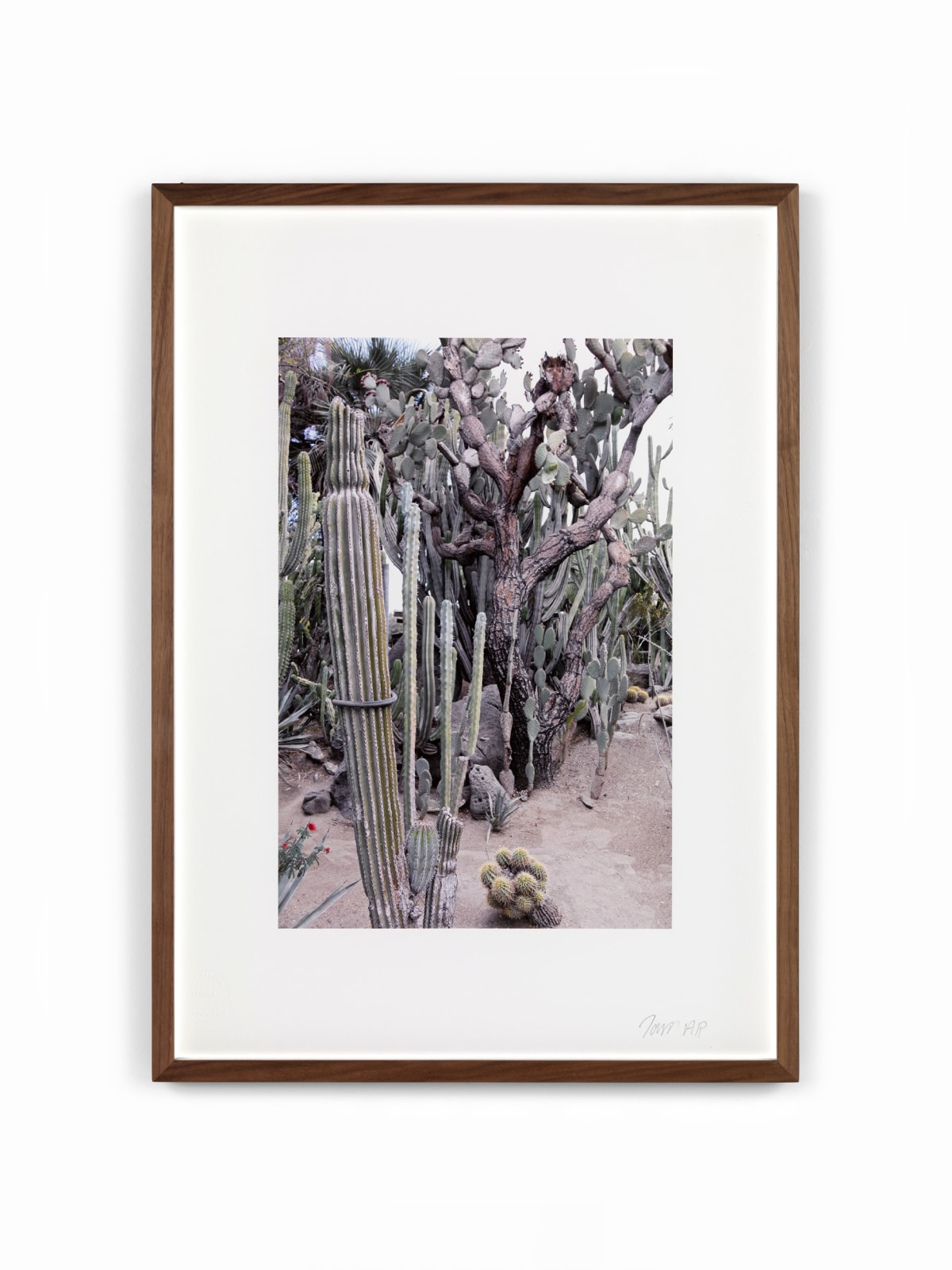 Deborah Tarr, Cacti, 2025