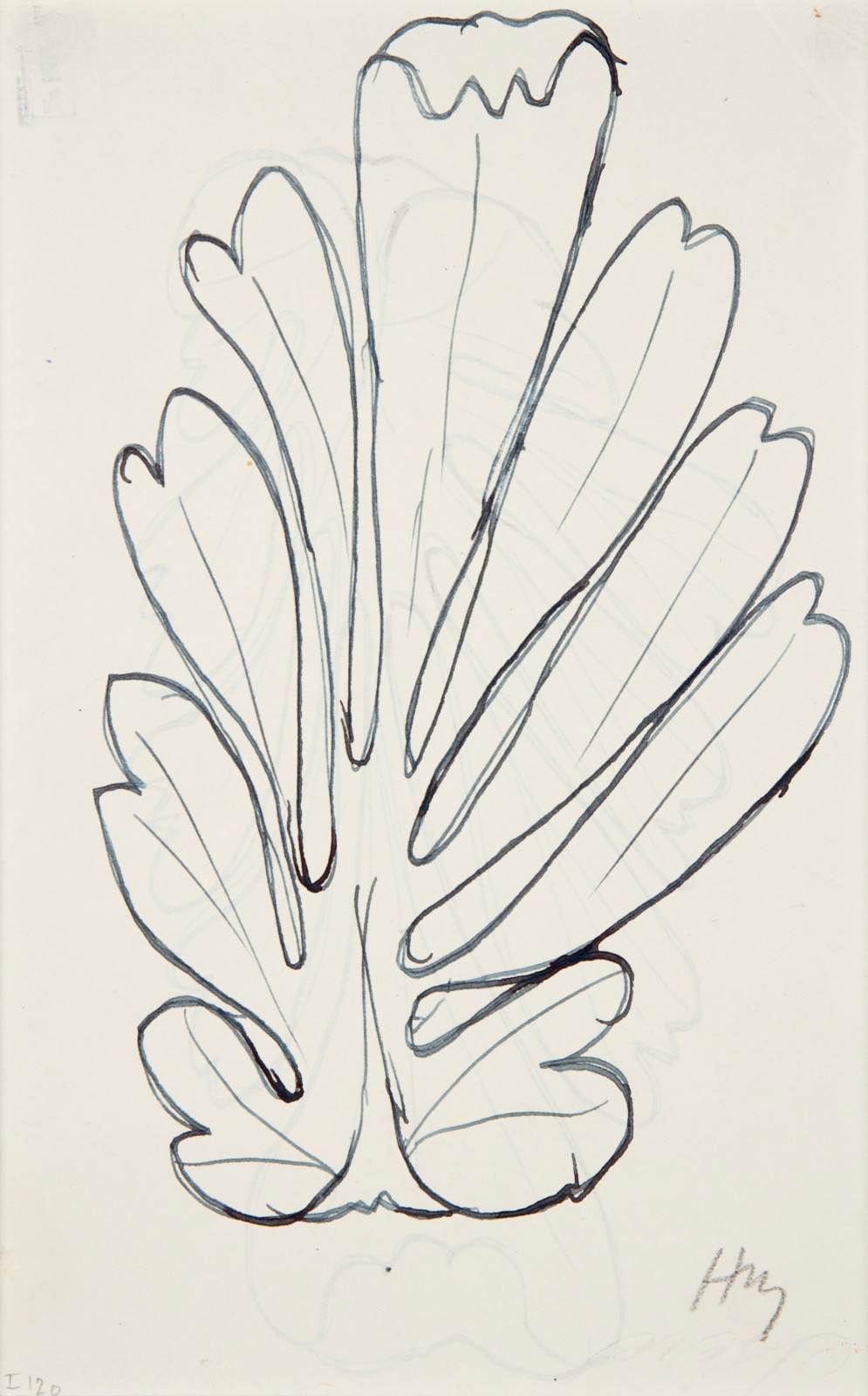 Henri Matisse, Cinéraire maritime (Silver Ragwort), 1945