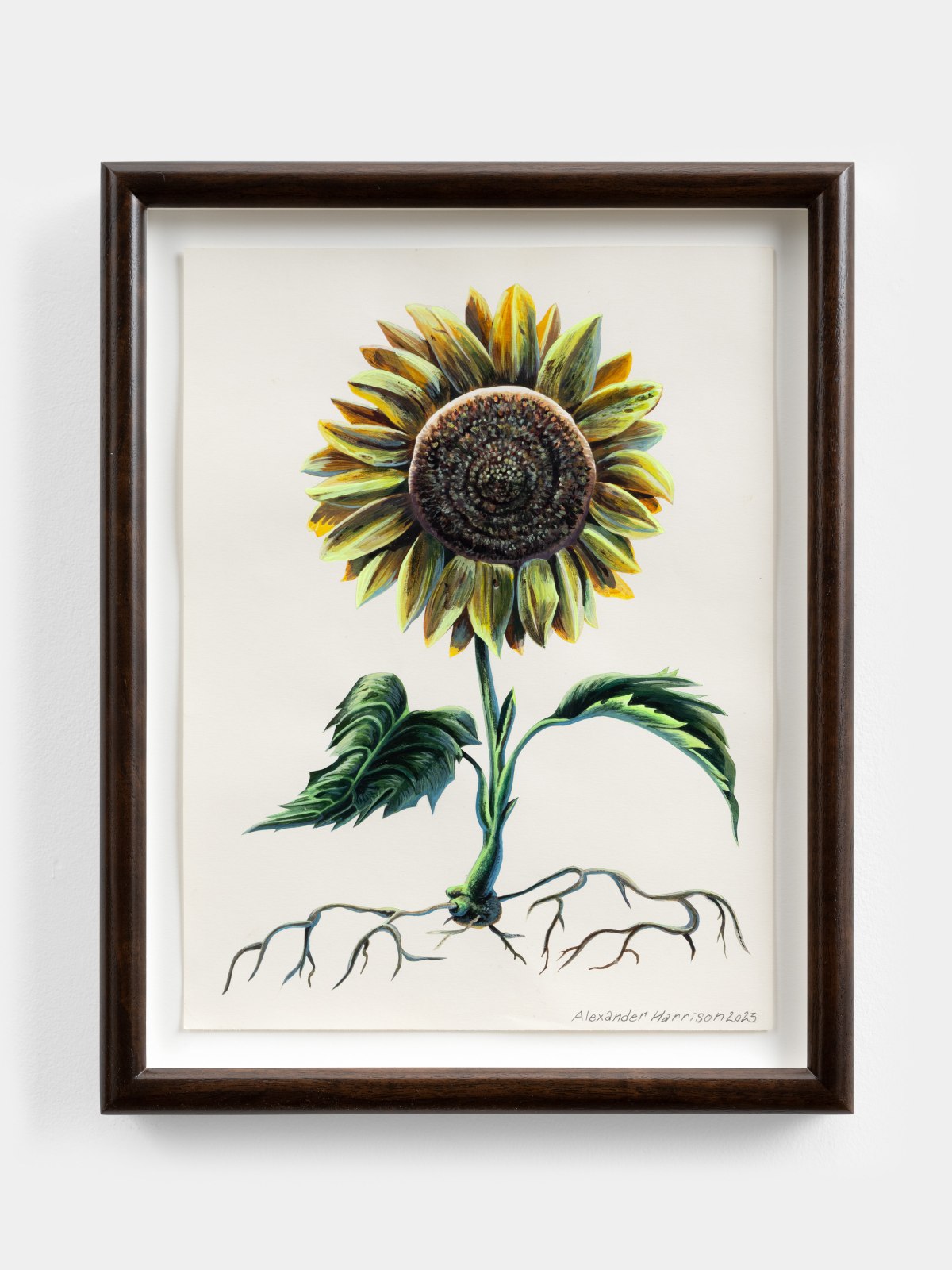 Alexander Harrison, Untitled (Sunflower), 2023