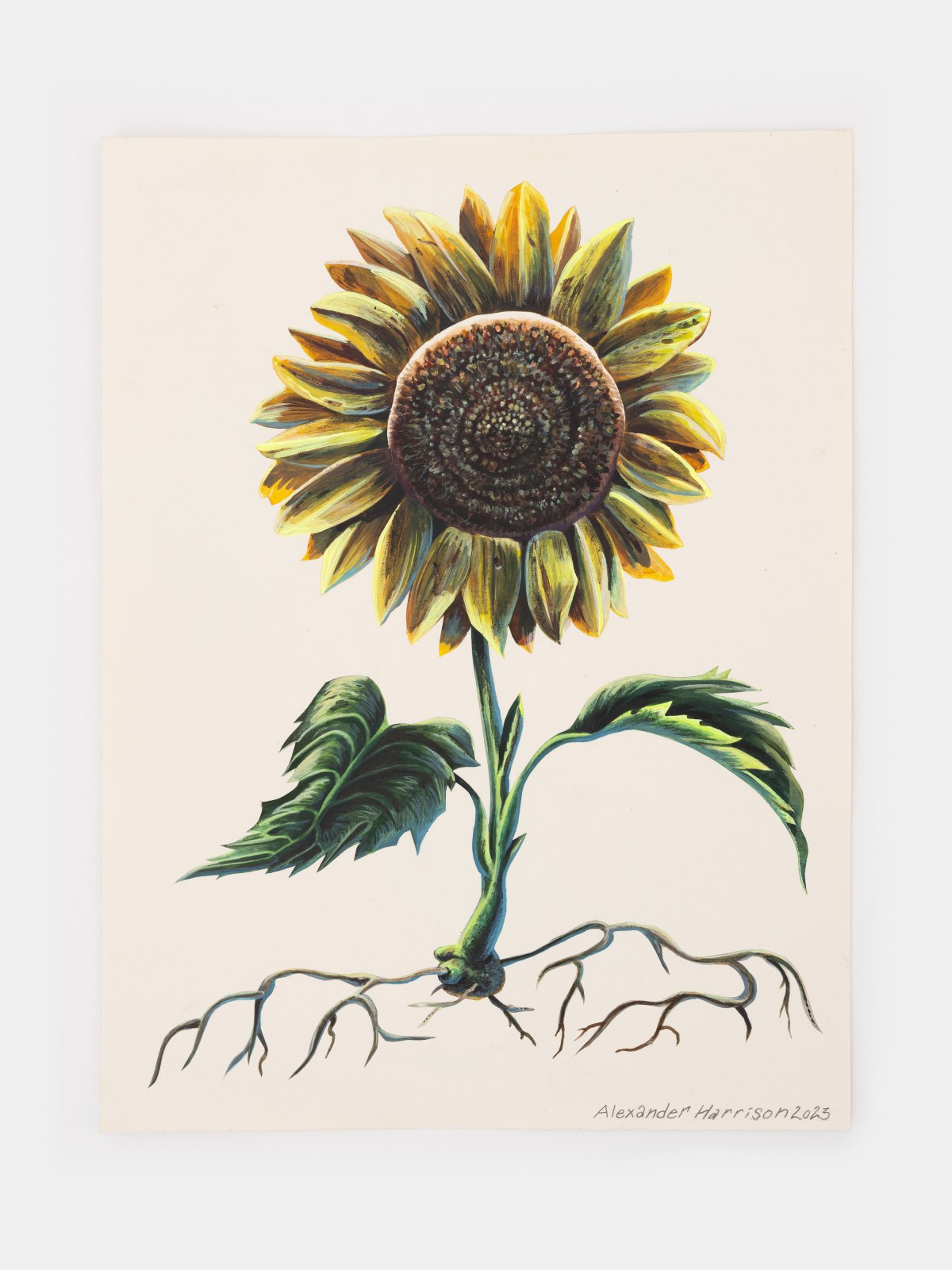 Alexander Harrison, Untitled (Sunflower), 2023