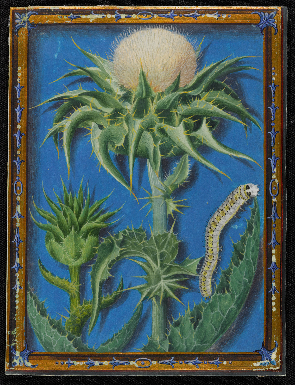 Jacques Le Moyne de Morgues, A Thistle and a Caterpillar, ca. 1560-1580
