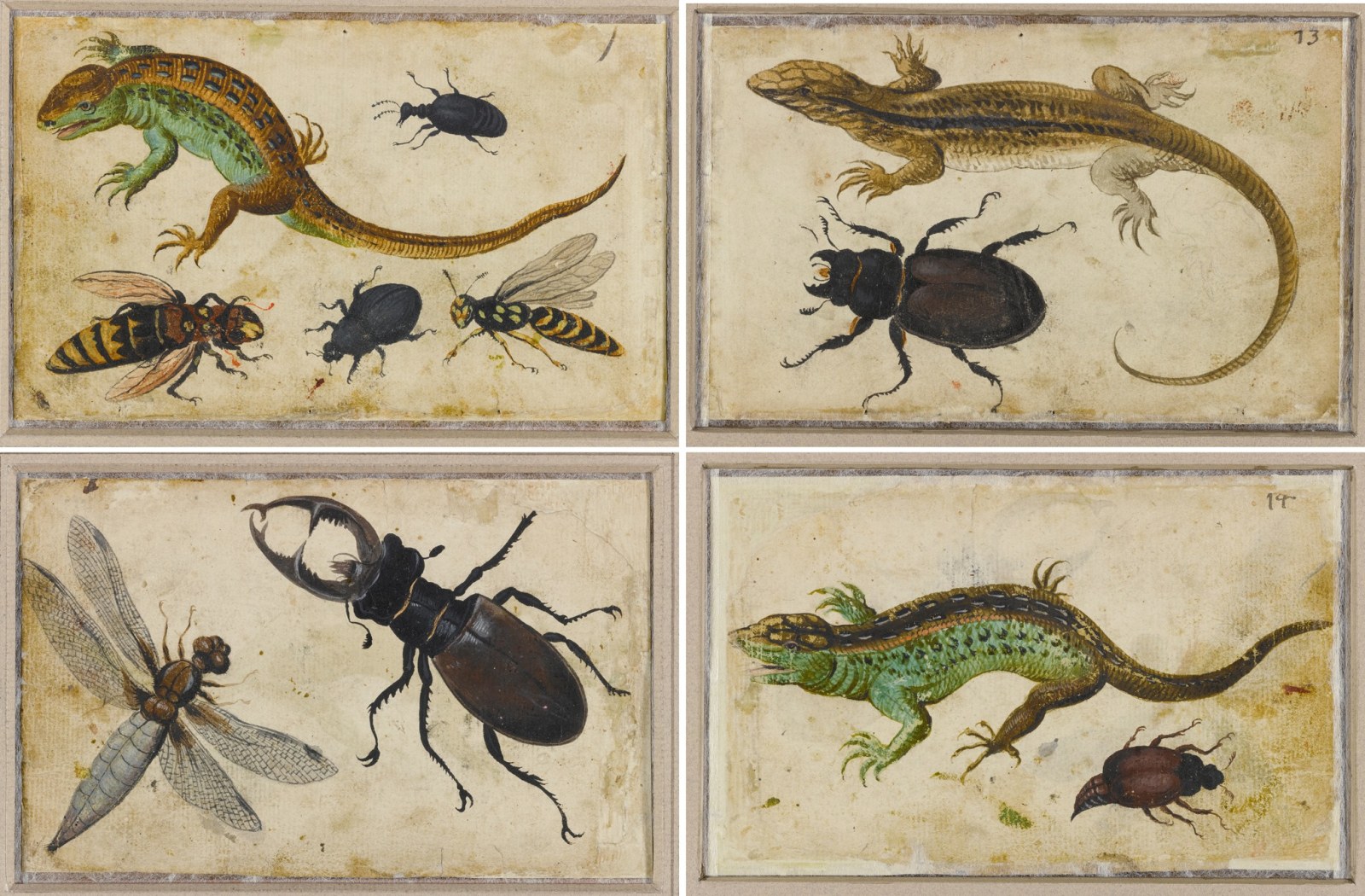 Dutch School, Studies of Insects: Beetle and Lizards, early 17th century
