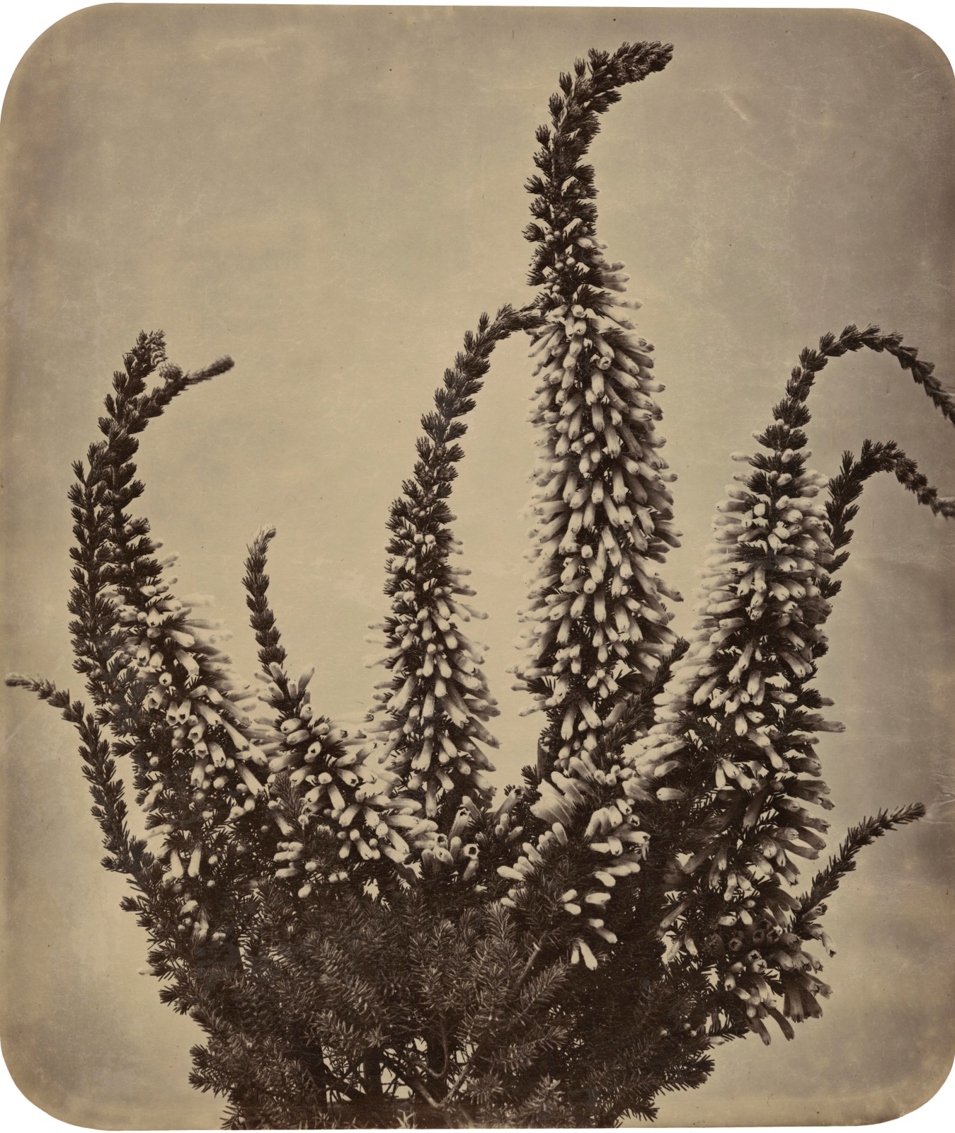 Adolphe Braun, Erica, 1854