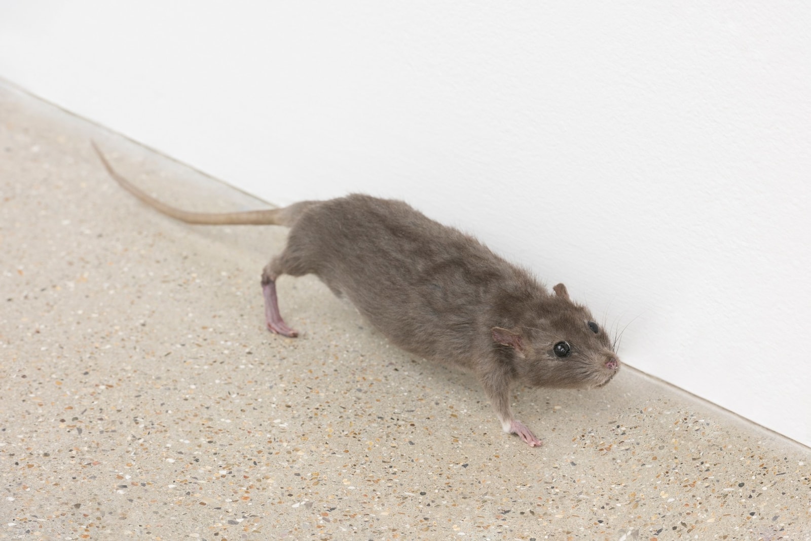 Josephine Meckseper, SIX TIMES TWO: OVER AND UNDER COMMUNICATION, 2015