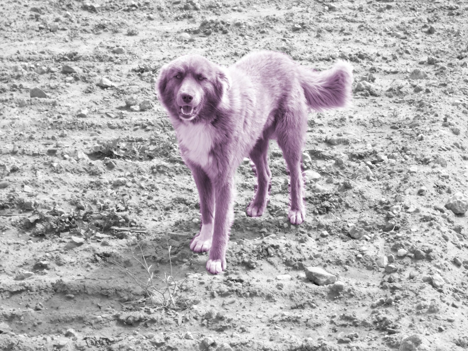 Shezad Dawood, Proposal for a Feature Film in North Africa, 2009