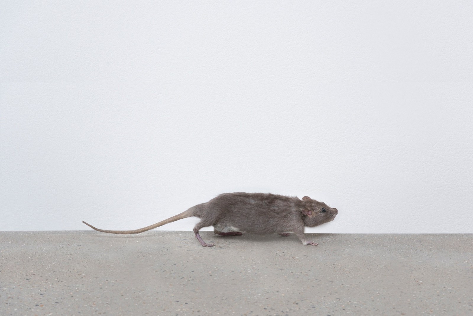 Josephine Meckseper, SIX TIMES TWO: OVER AND UNDER COMMUNICATION, 2015