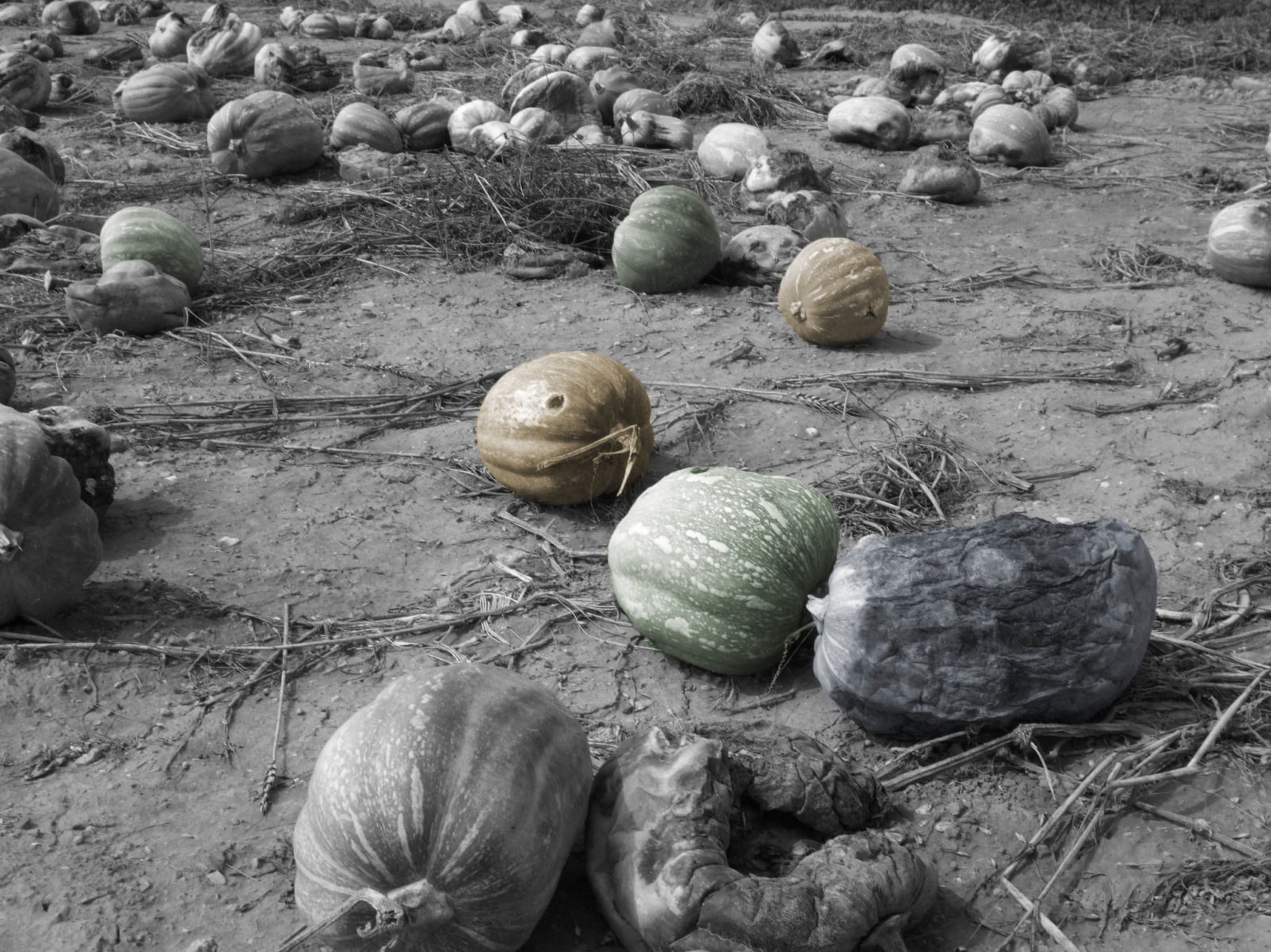 Shezad Dawood, Proposal for a Feature Film in North Africa, 2009