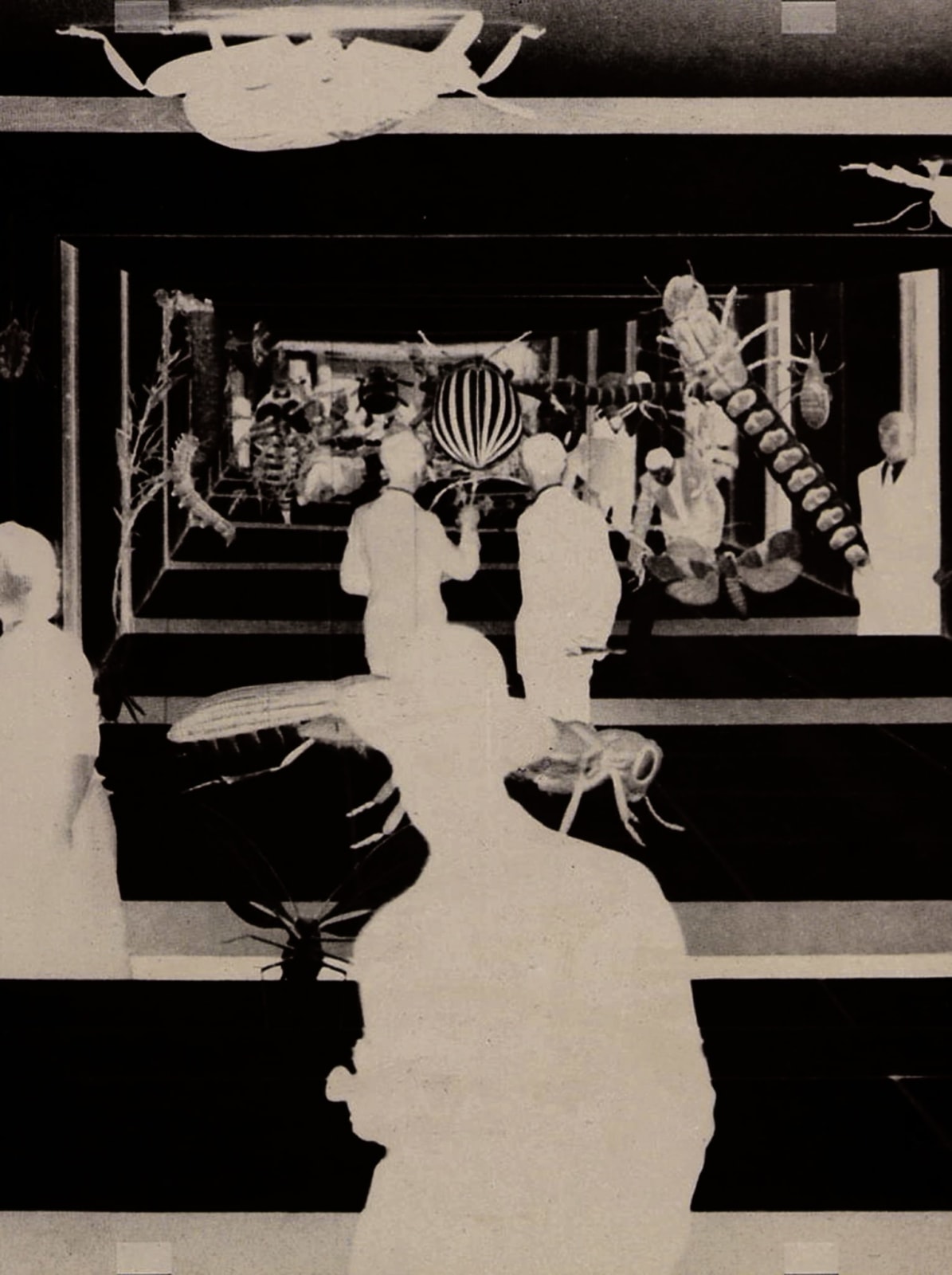 Jean-Marc Bustamante, Species, 1999