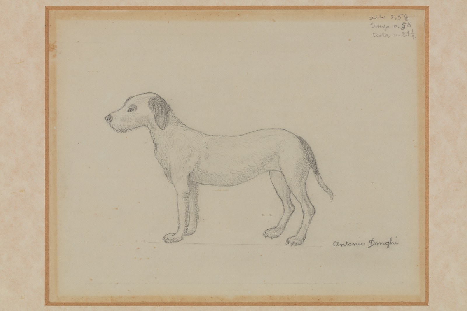 A pencil drawing on paper of a dog. The work on paper is a study for the painting