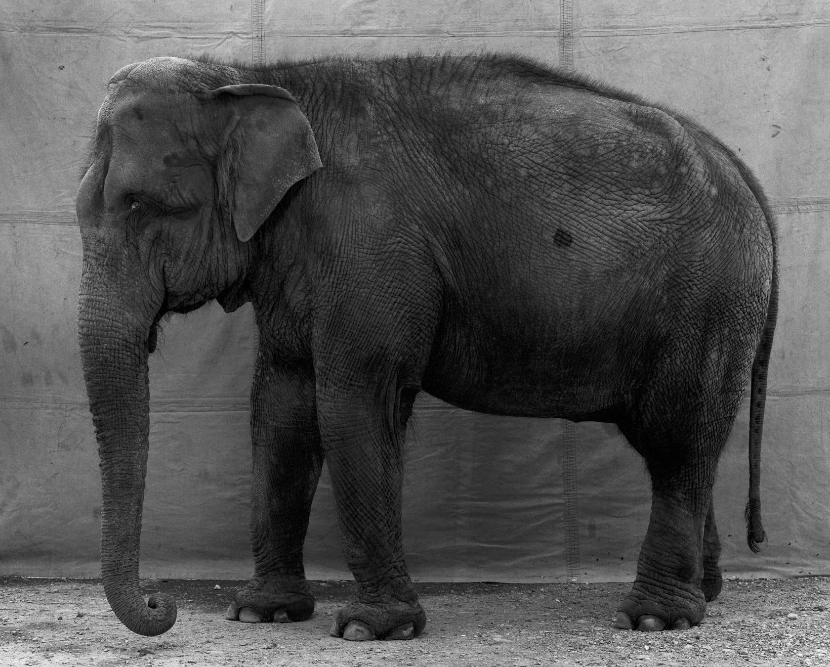 Balthasar Burkhard The Elephant, 1996