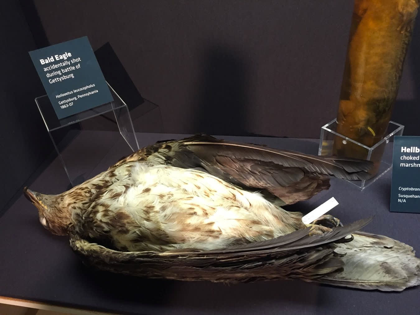 Unknown Bald Eagle Accidentally Shot During Battle of Gettysburg, 1863