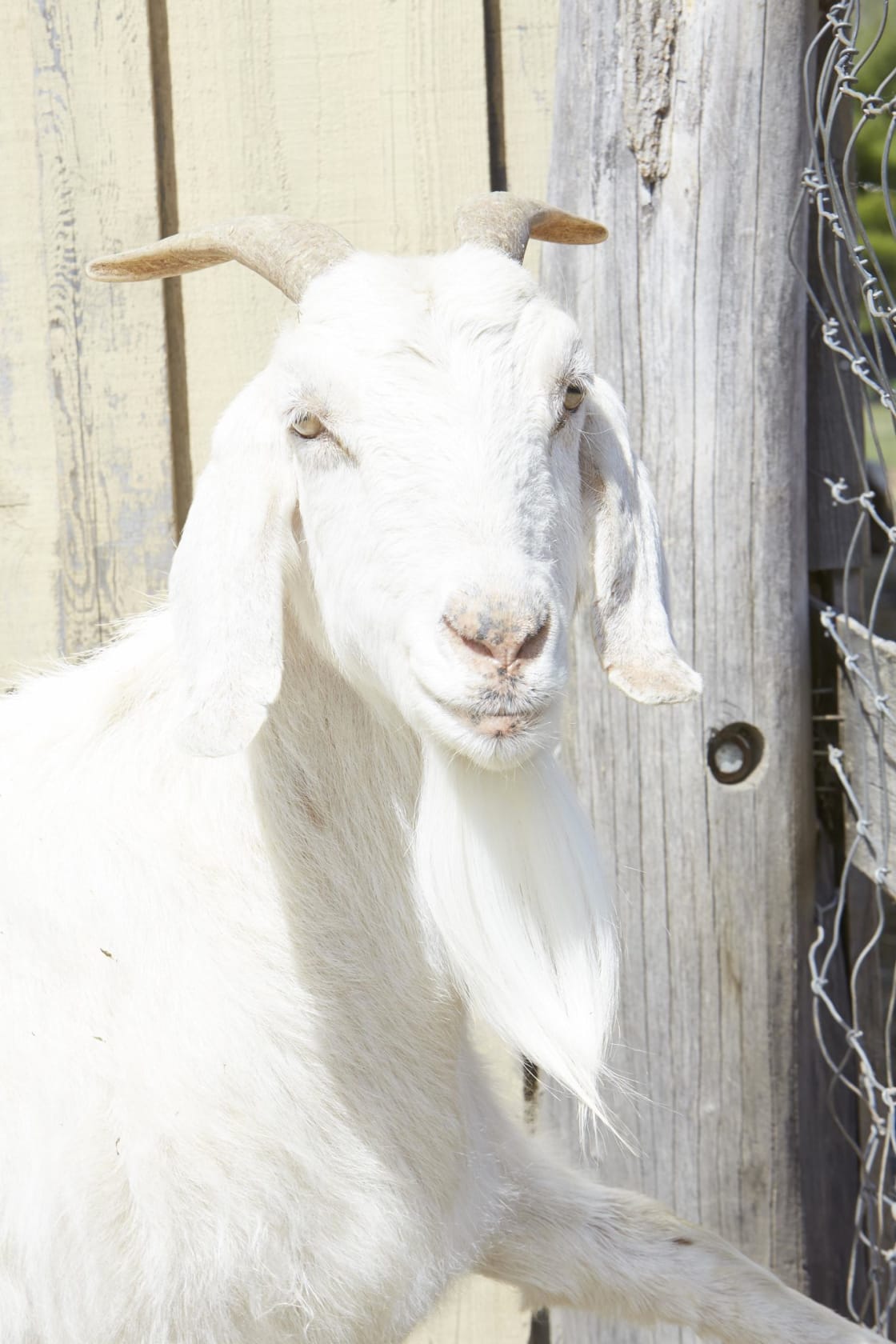 Roe Ethridge Joy, 2014-2016