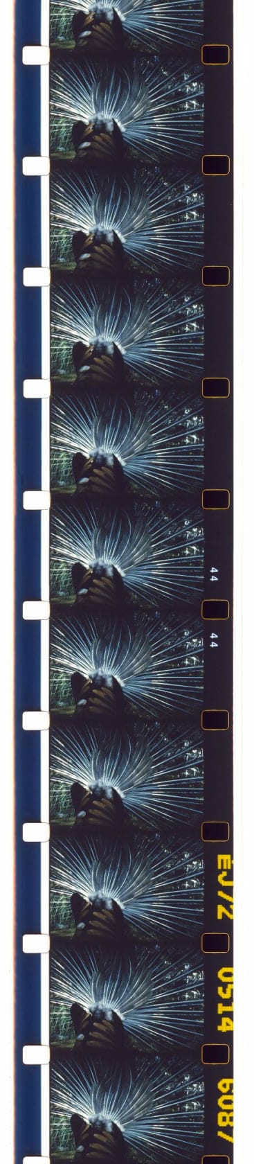 João Maria Gusmão and Pedro Paiva (Peacock) Mating Season, 2016