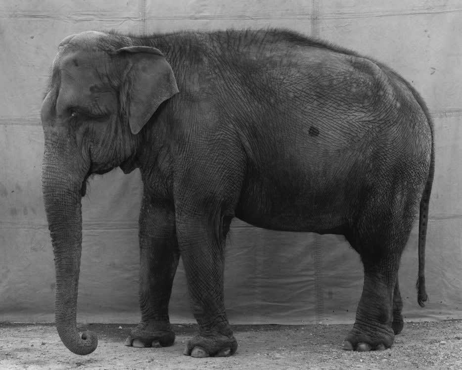 Balthasar Burkhard The Elephant, 1996