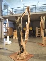 Giuseppe Penone, Dafne, 2014