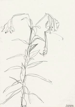 Sabine Moritz Lily 27, 2007