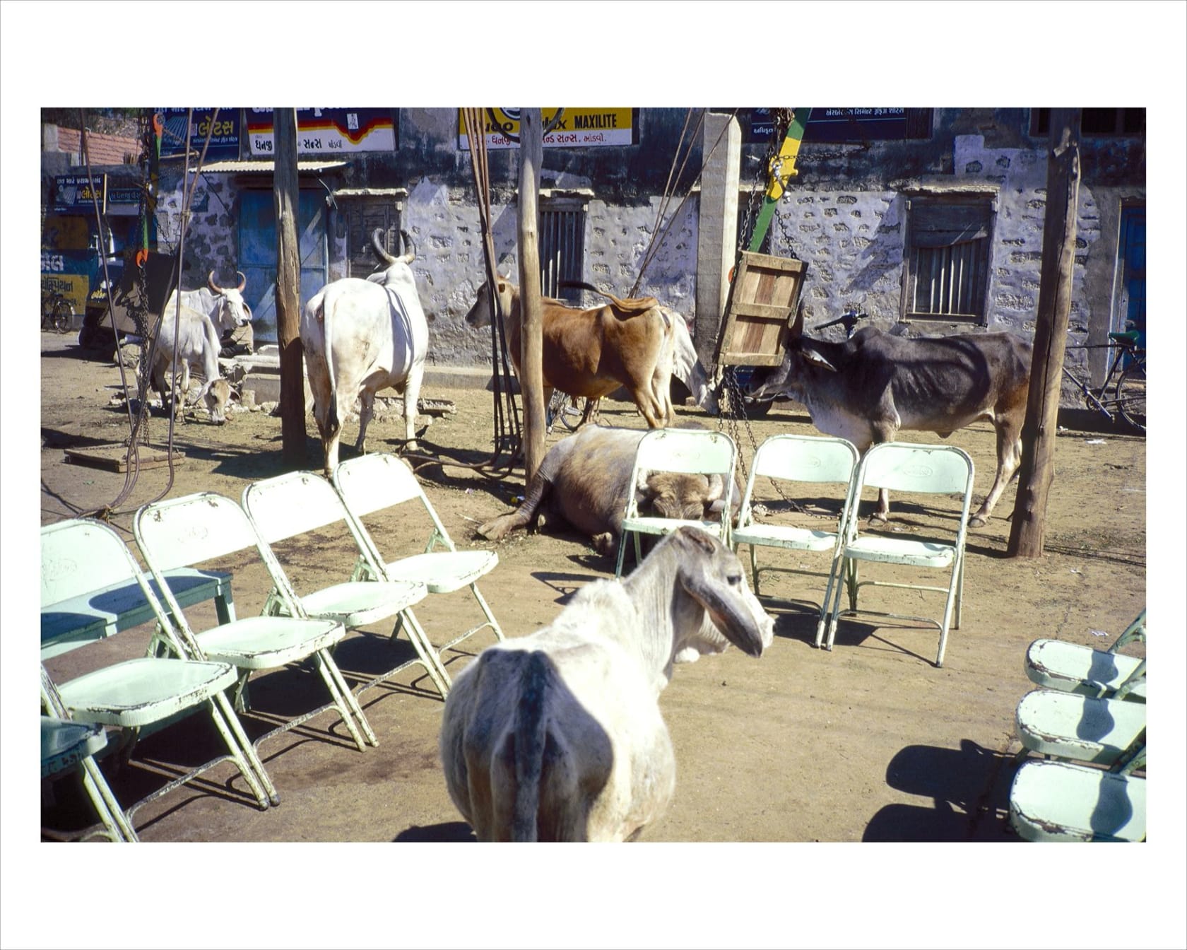 Gabriel Orozco, Cow Politics, 1996