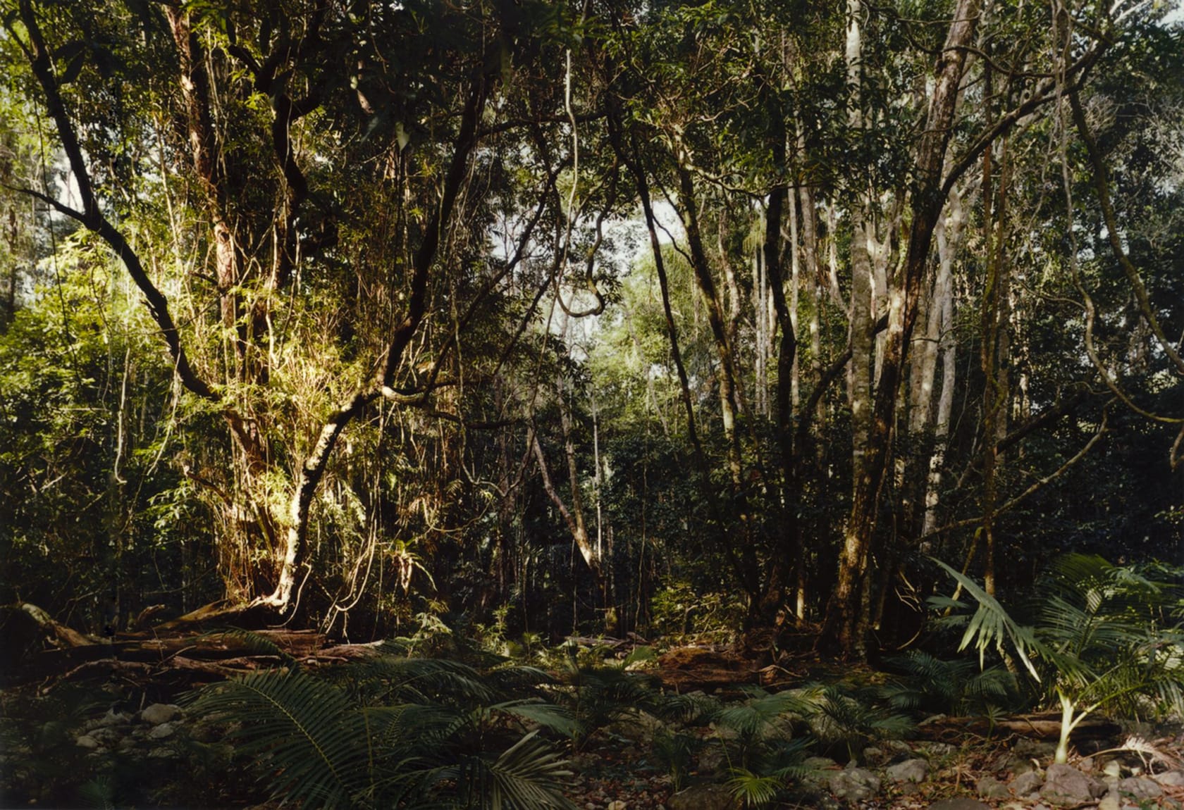 Thomas Struth Paradise 3 (Emmagen Creek) Daintree/Australien, 1998