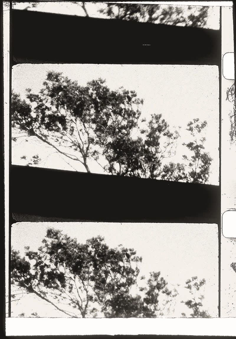 James Coleman, Fly, 1970