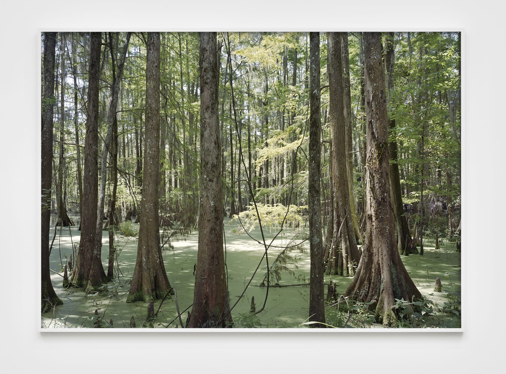 An-My Lê, Fragment VII: Swamp, Film Set, (Free State of Jones), Chicot State Park, Louisiana, from Silent General, 2015
