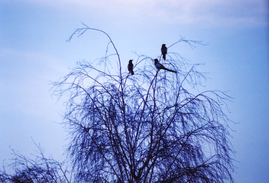 Tacita Dean Pie, 2003