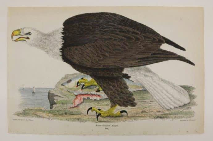 Alexander Wilson Bald Eagle, 1832
