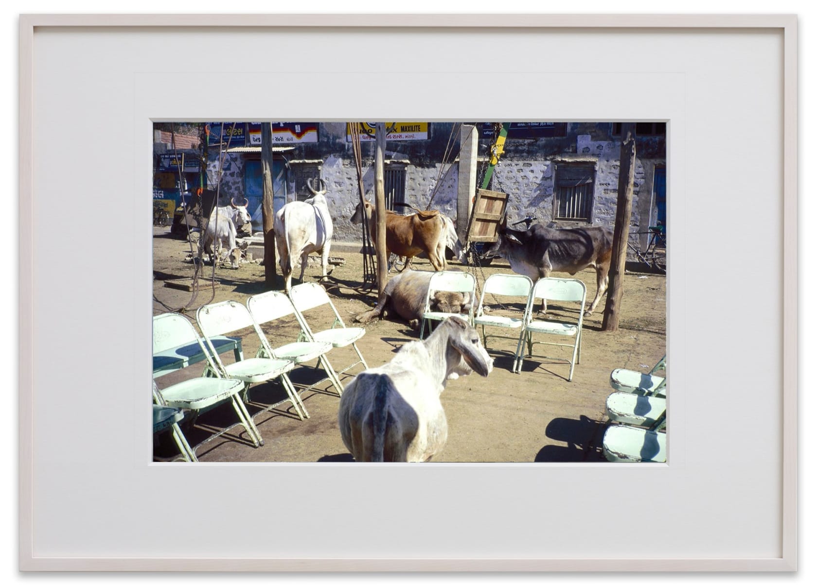 Gabriel Orozco, Cow Politics, 1996